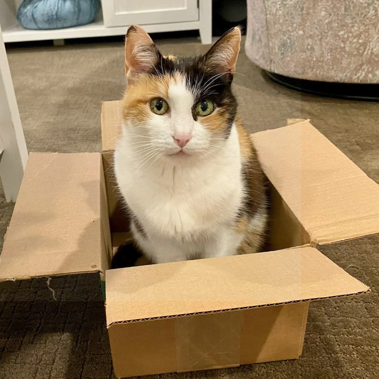 Bella