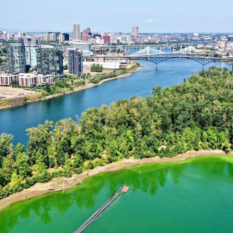 Clearing the Water: Defeating the Harmful Algae Bloom in Ross Island Lagoon