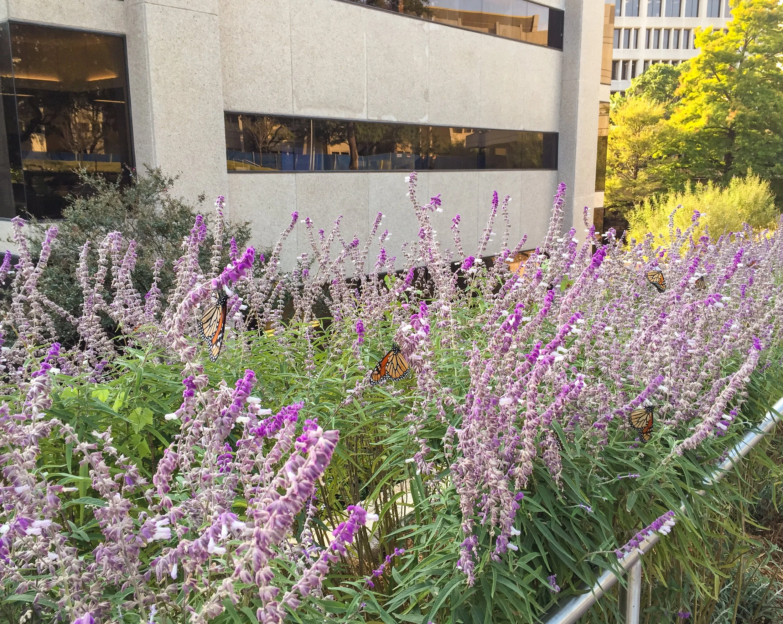 mexican salvia (2).jpg