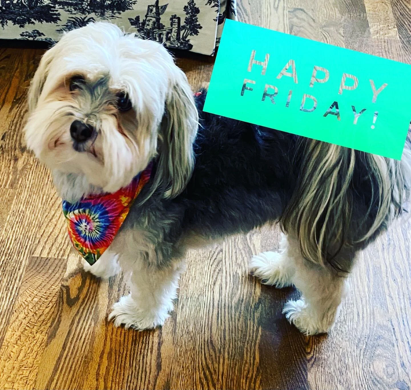 Hugo is feeling the FRIYAY vibes🥳🌈