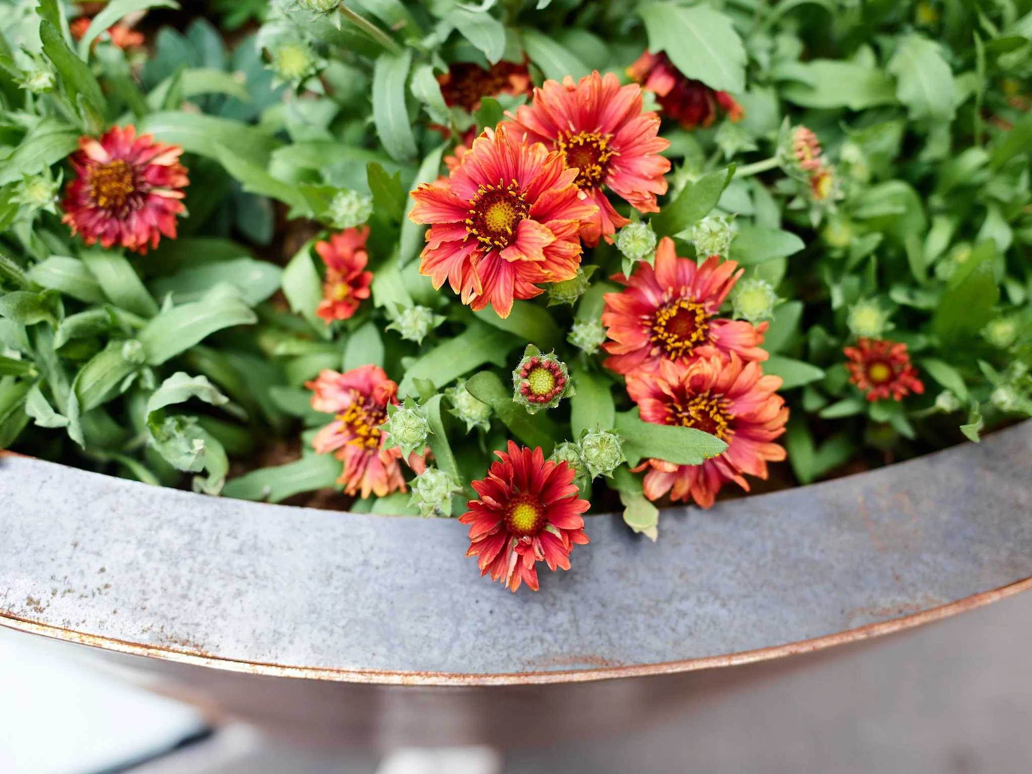 250610-Glenarm Plaza-357-final-web.jpg