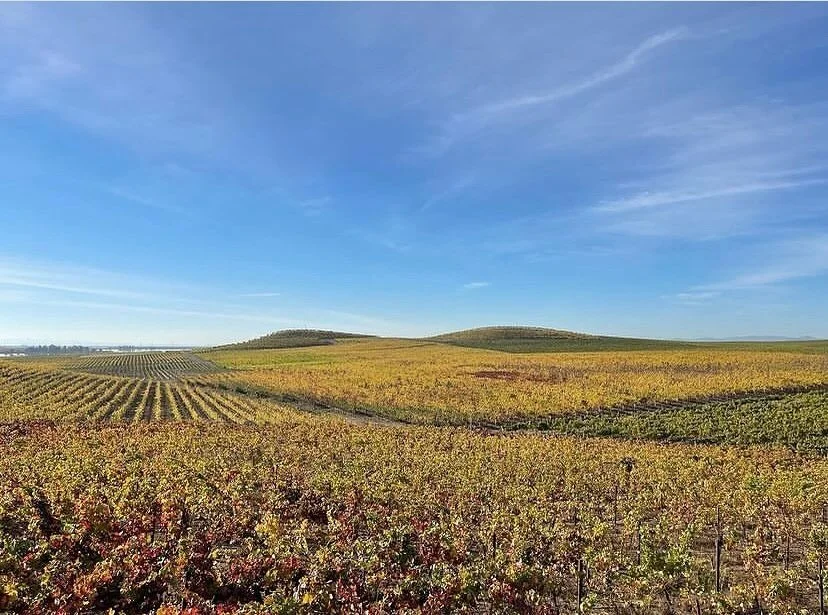 Did you know that @bouchaine_vineyards encompasses almost 20 different microclimates? ⛅

On most afternoons, the Carneros winds sweep across the hills; on most evenings, fog rolls off the San Pablo Bay. These varieties of weather influences create la