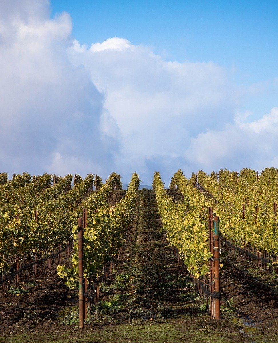 From climate to soil, every element of @donumestate's vineyards&rsquo; micro-terroirs play a vital role in shaping the unique characteristics found in their wines. ⁠
⁠
Pinot Noirs from their Carneros Estate are earthier and red fruit driven due to th