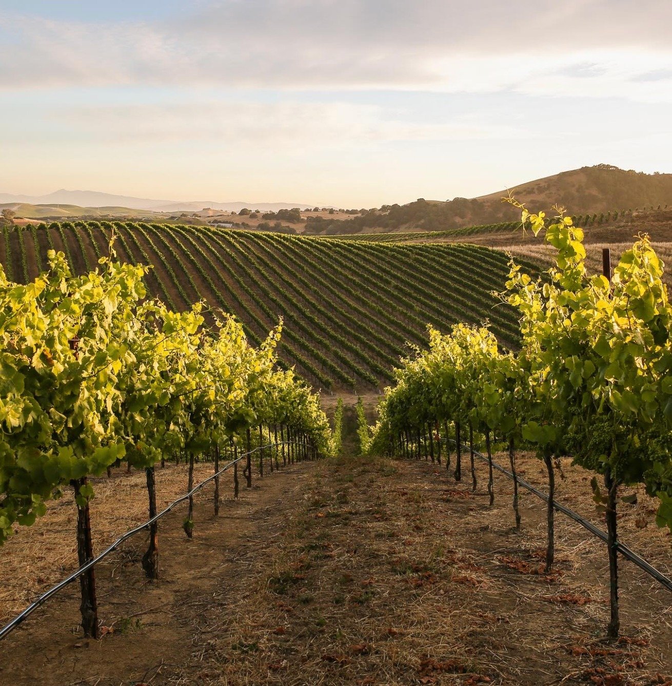 San Pablo Bay&rsquo;s strategic location provides a cool, maritime climate ideal for growing Pinot Noir and Chardonnay 🍷⁠
⁠
The 150-acre vineyard at @artesawinery is spread over five distinct ridges, encompassing a diverse range of slopes and soils.