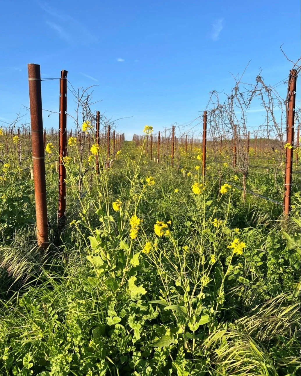 Mustard season is in full bloom in Carneros. 

Take in the golden views at @bouchaine_vineyards. The terrace has the perfect vantage point to soak up the views of the rolling hills.