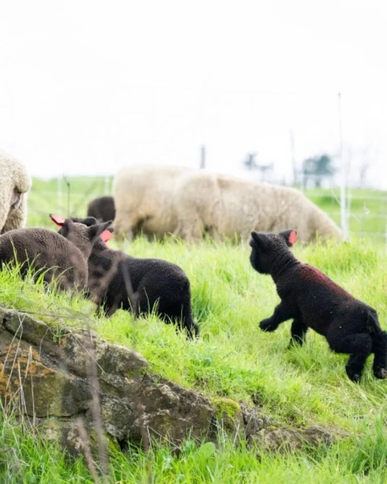 They look cute and do good work too! Sustainable viticulture is a holistic approach to grape growing that balances environmental stewardship, economic viability, and social responsibility. @firetreevineyards  and @bouchaine_vineyards release sheep in