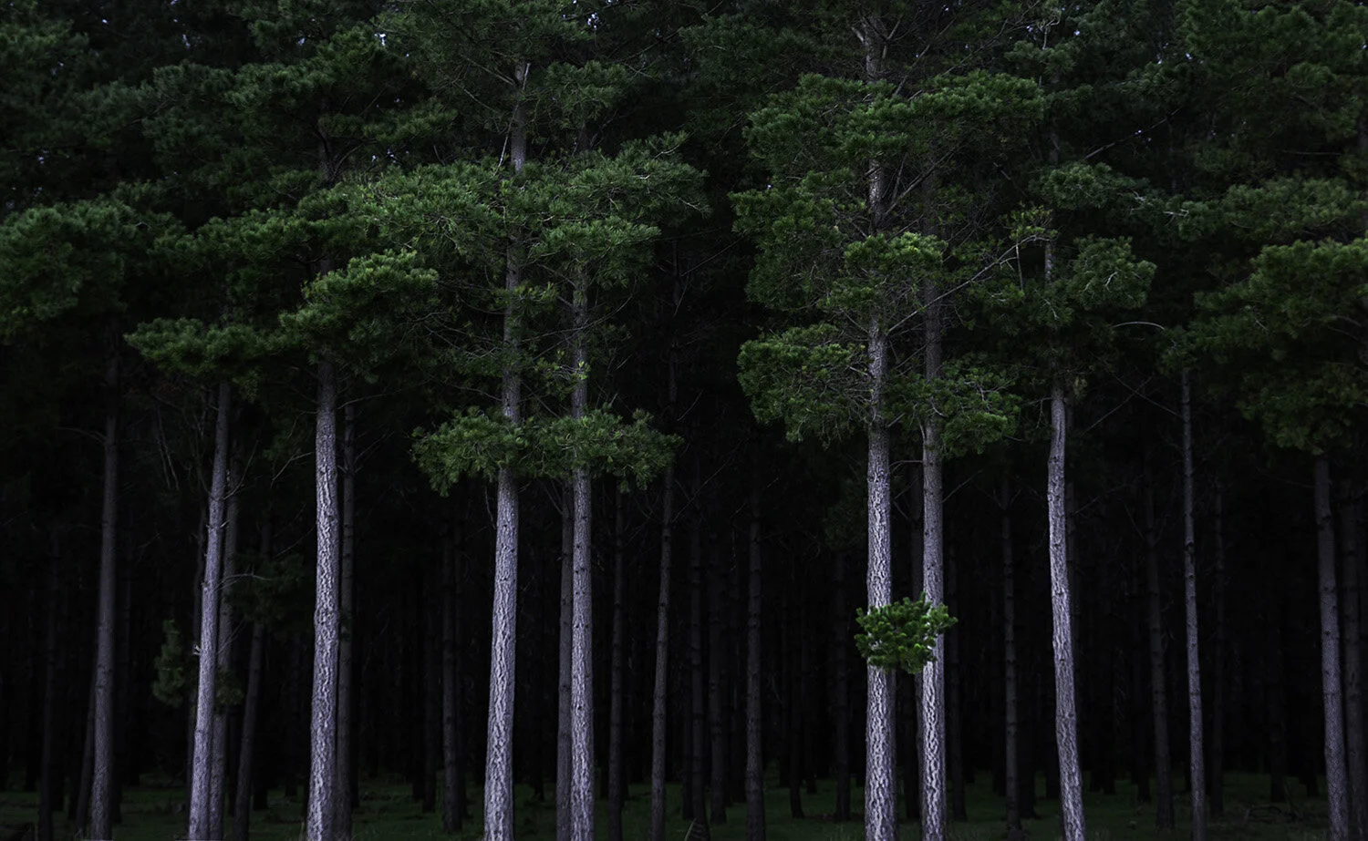 Forrest Plantation South Australia
