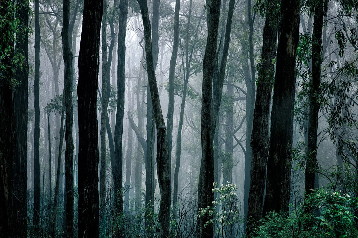 Misty Mt Donna Buang near Warburton Victoria