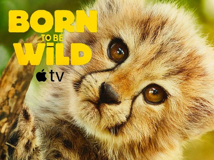 BornToBeWild copy.jpg