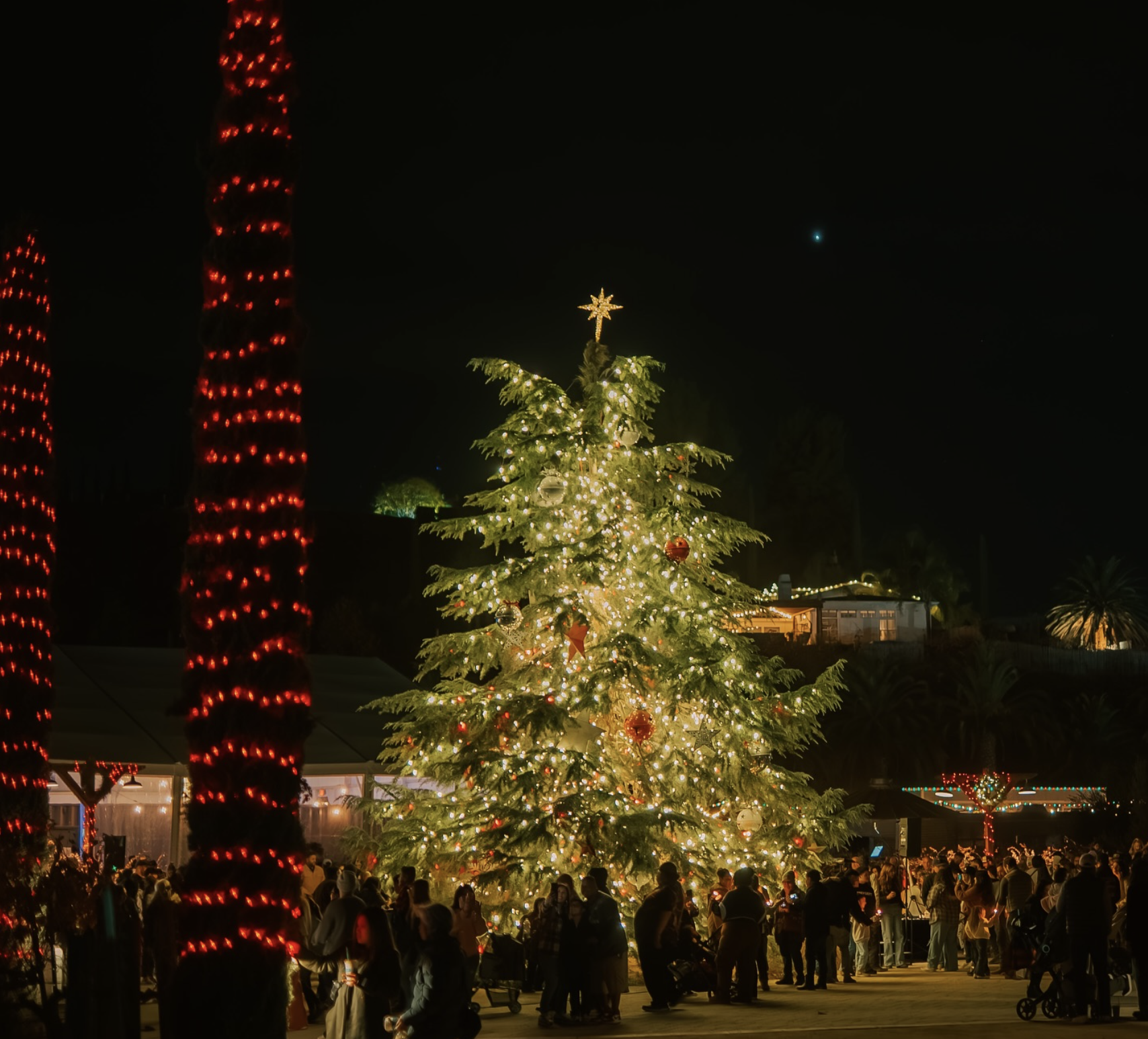 Peltzer Tree lighting 2.png
