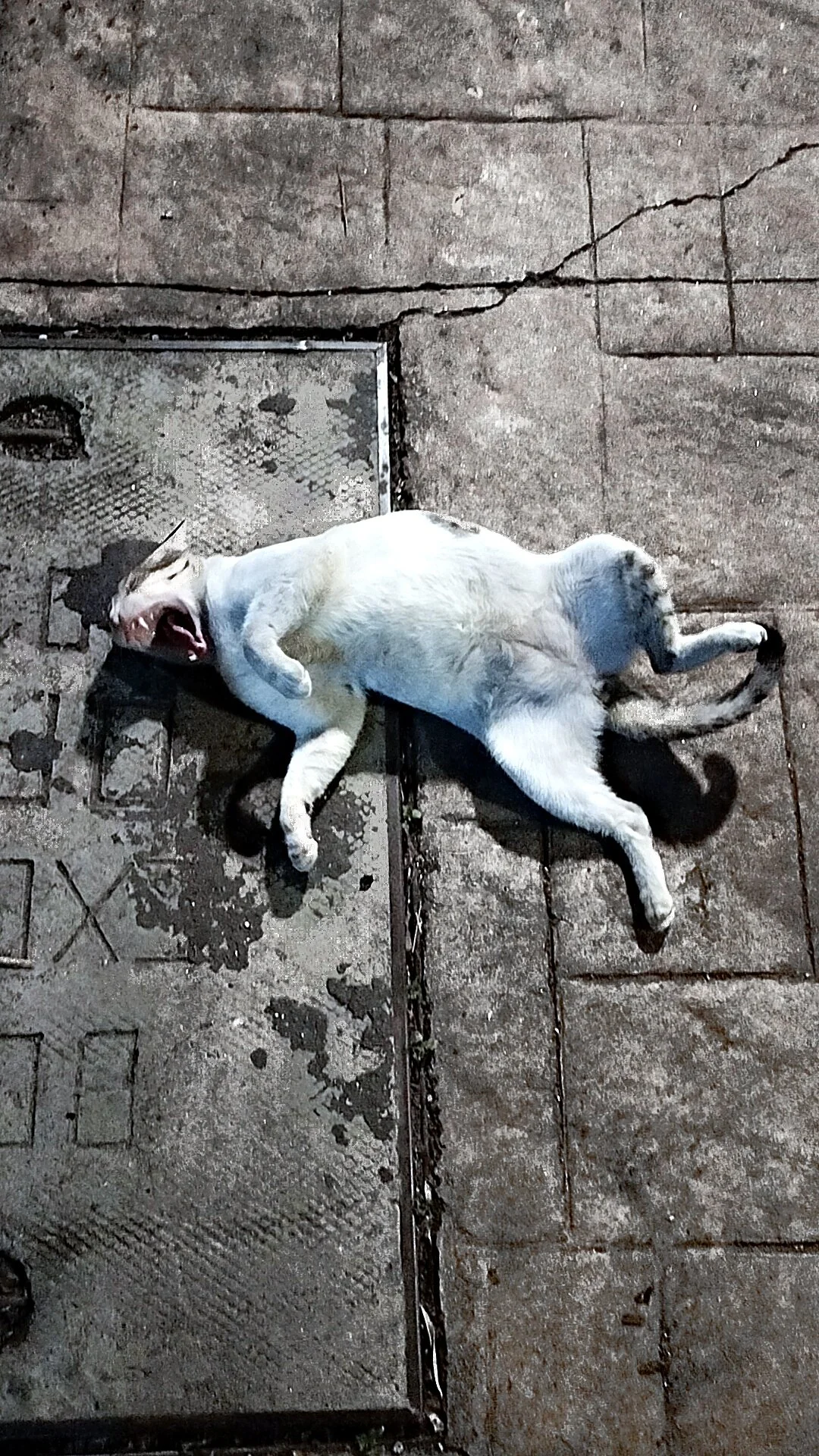 In Which I Suspect Bombay’s Cats of Foul Play