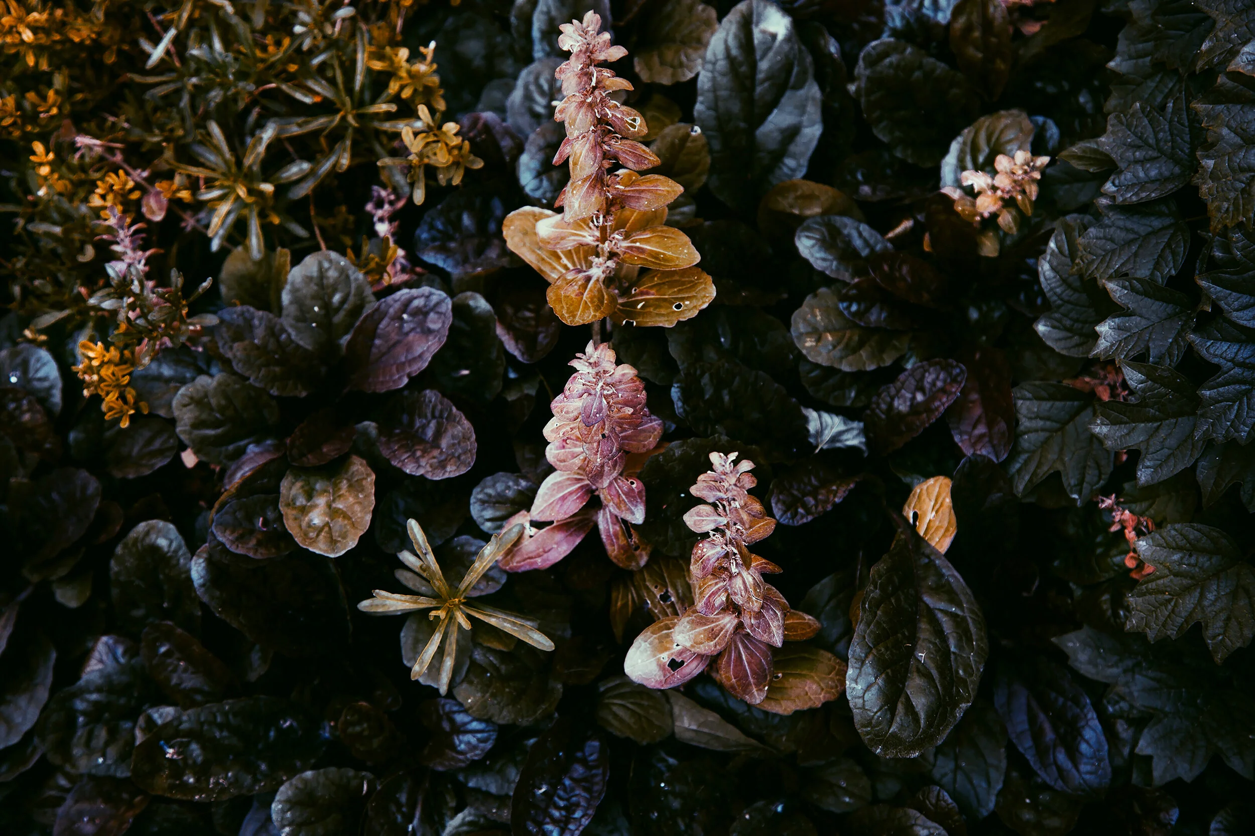 la foto (1)_60x40_dulce-2.jpg