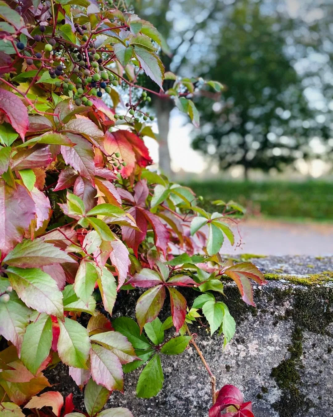 Pihan ikivanha villiviini täydessä loistossaan. Kaunis syyskuu. 💚🍂