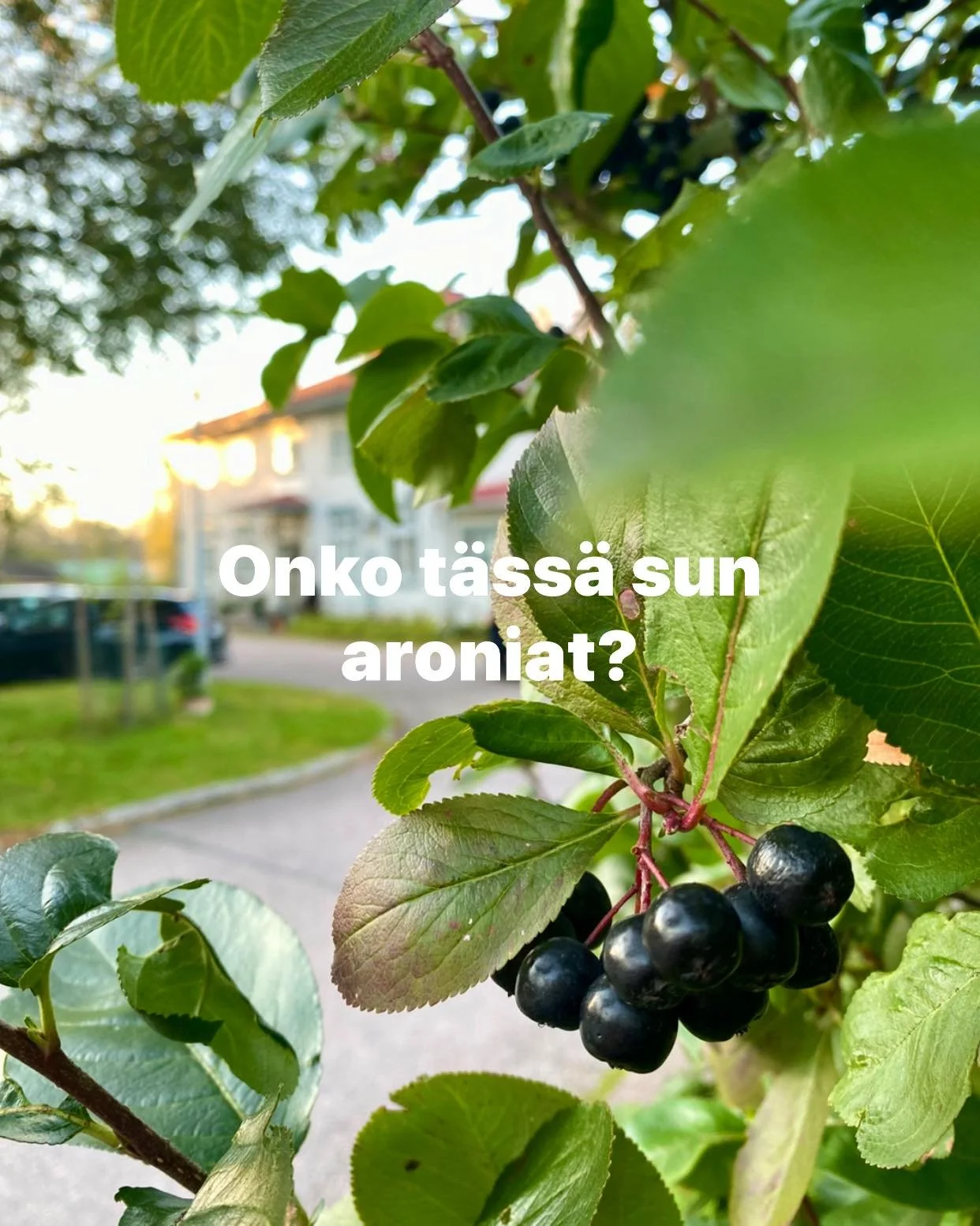 Aroniat häviävät nopsaan lintujen suihin. Siitä riittää kuitenkin myös ihmisille, kun tuota aitaa riittää myös alapihalla. Tervetuloa poimimaan! 🍇