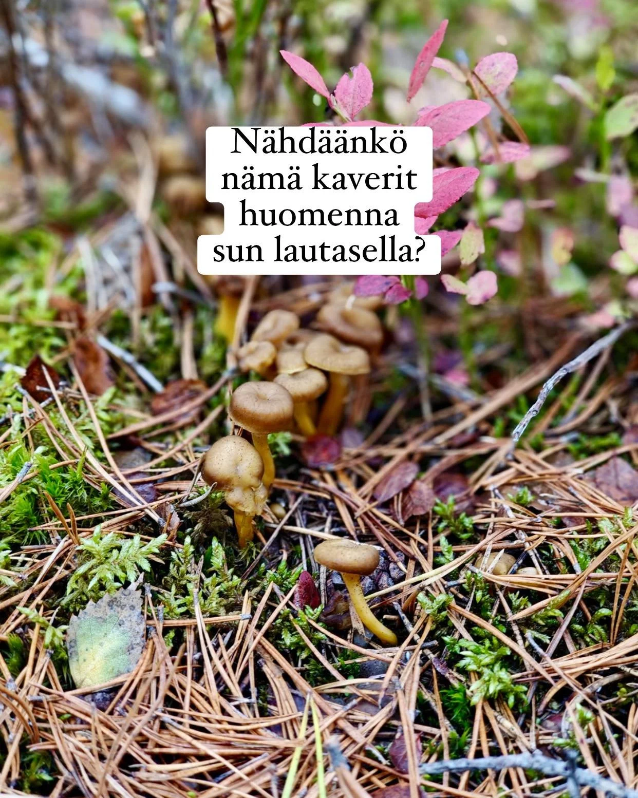 Metsä ja suo tekivät hyvää mielelle ja ruokalistalle. Nähdäänkö toivelounastreffeillä torstaina vai perjantaina, vai peräti molempina päivinä? 😊
Lämpimästi tervetuloa!
#lounas #
