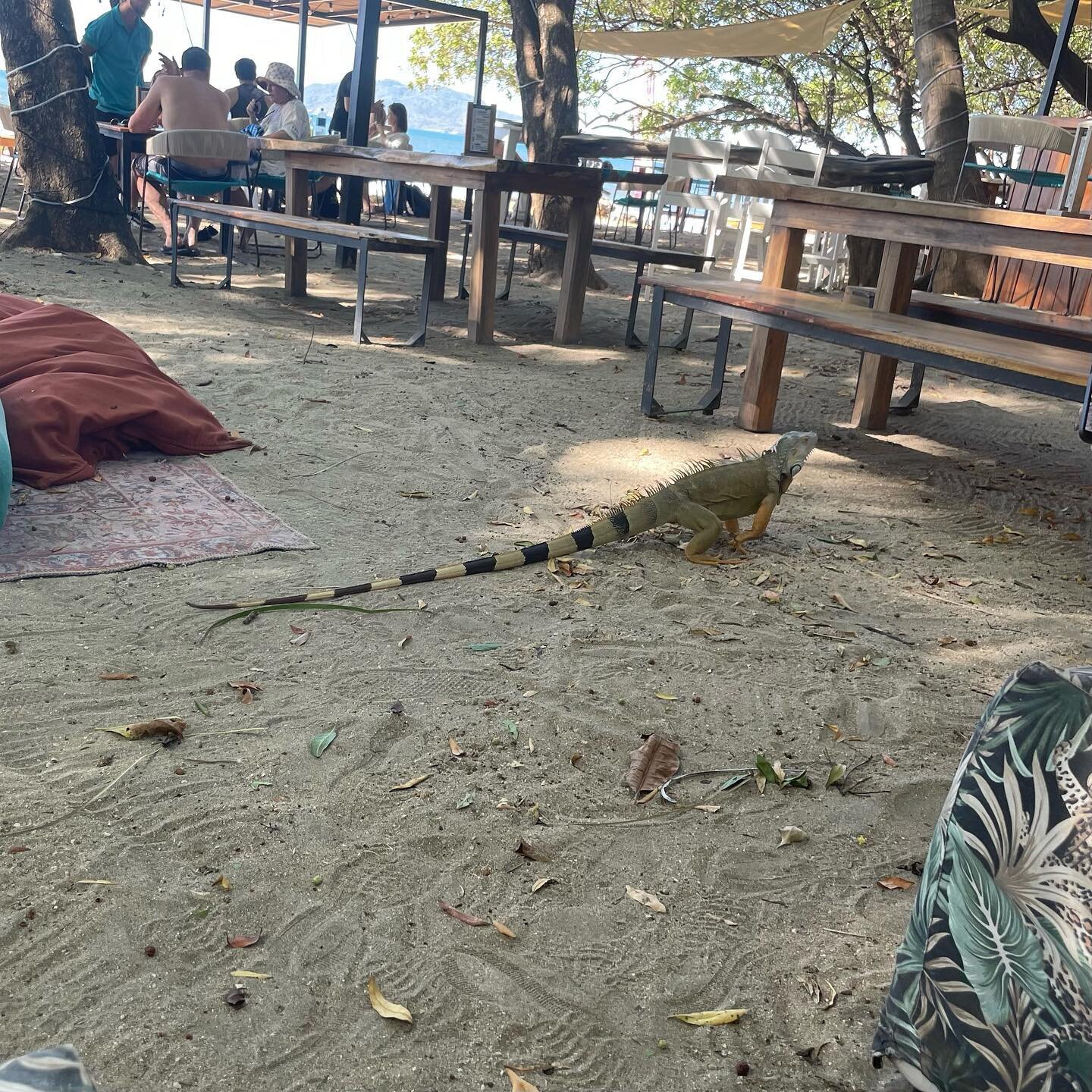 Tamarindo, touristic beach town in Costa Rica #beach #iguana #racoon #costarica