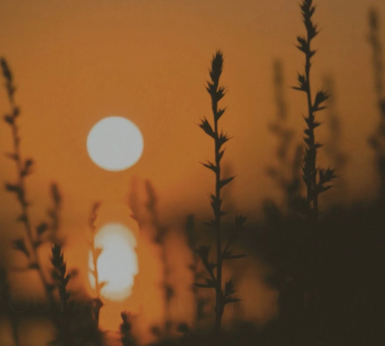 “Hymn Of A Summer Night” - Exclusive Download!