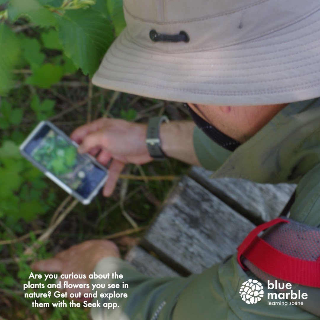 There are so many interesting plants out there! Investigate plants with the @inaturalistorg Seek app! You never know if you'll find a new favourite!

#inaturalist #seek #plants #nativeplants #natureiscool #getoutside #explore #learnsomethingnew #cool