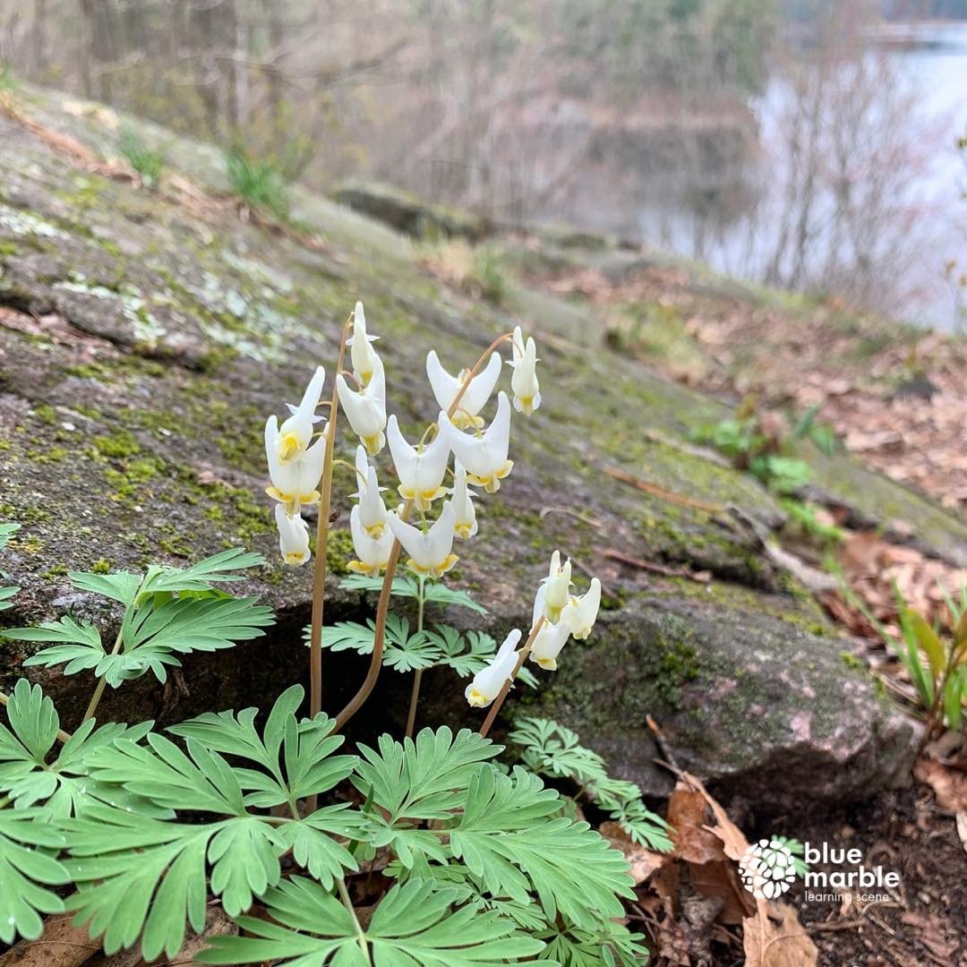 One of the early forest bloomers - Dicentra cucullaria - also known as Dutchman&rsquo;s Breeches and may have you thinking they look like a bleeding heart.

This beautiful little flower is native to Ontario and won&rsquo;t be around all summer so we 