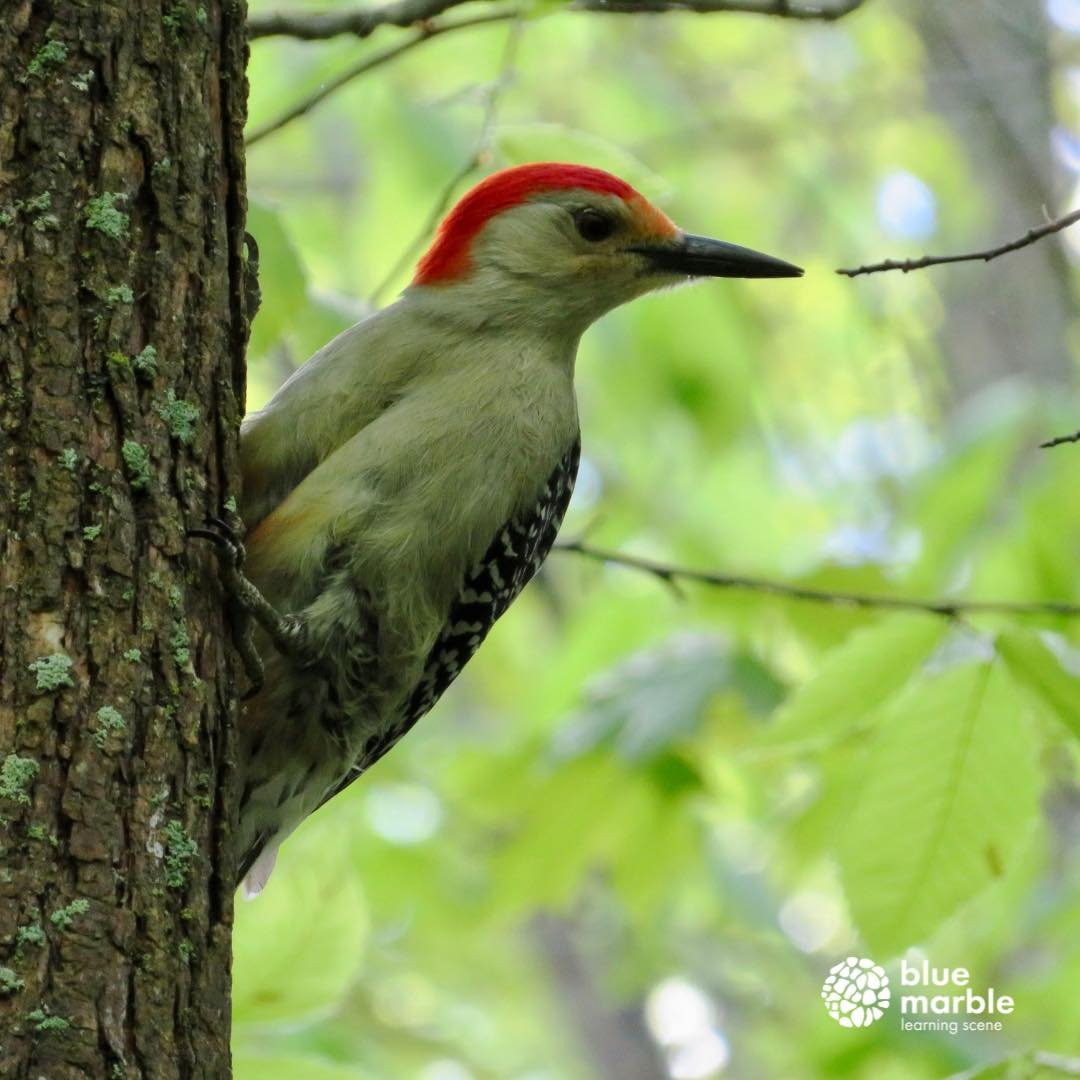 One of our Ontario woodpeckers - the red-bellied woodpecker. 

Normally birds that have descriptive names have names that make sense. Unfortunately red-headed woodpecker was already taken by another local woodpecker with an even redder head. So even 