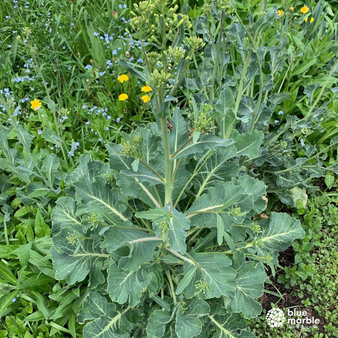 We left our brussel sprouts in the garden and they are starting to flower! Sometimes we enjoy not eating the vegetables we plant just to see what the entire life cycle of the plant is!