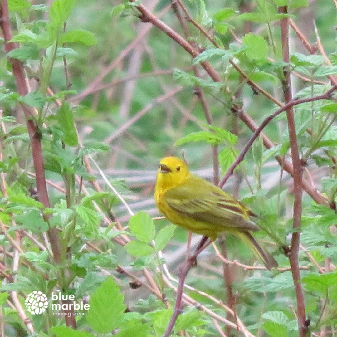This yellow warbler is one of the several that stick around all summer. 

There are 43 recorded warbler species in Ontario! 

How many do you know? 

#springmigration #warbler