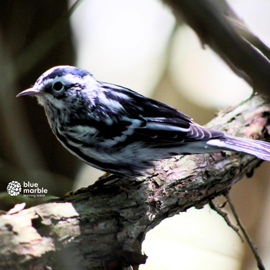 Another warbler you might have seen is the black and white warbler. 

Warblers are small song birds, many of which have some yellow on them (obviously not all of them). 

They eat primarily insects and many species spend their time in the tree tops. 