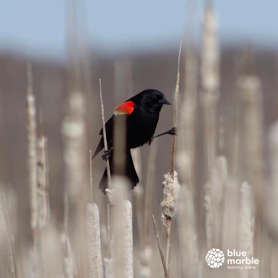 You may be able to identify a male redwing blackbird, but do you know what the females look like? 

Check back tomorrow to see!