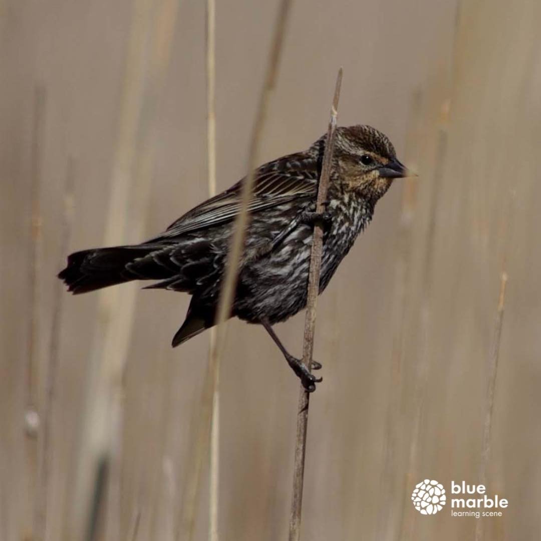 This is the female redwing blackbird. Every different than the male and personally a bird that aways confuses me! With such intricate details on the breast and head I always wind up wondering if it&rsquo;s a different bird unlit I get a closer look.
