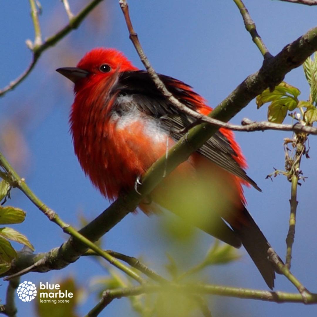 The scarlet tanager is another amazingly bright coloured bird you can see! 

The brightly coloured bird are &ldquo;easier&rdquo; to find some may say. But they are Al really good at hiding. 

Since getting into birding in 2017 I&rsquo;ve only seen 2!