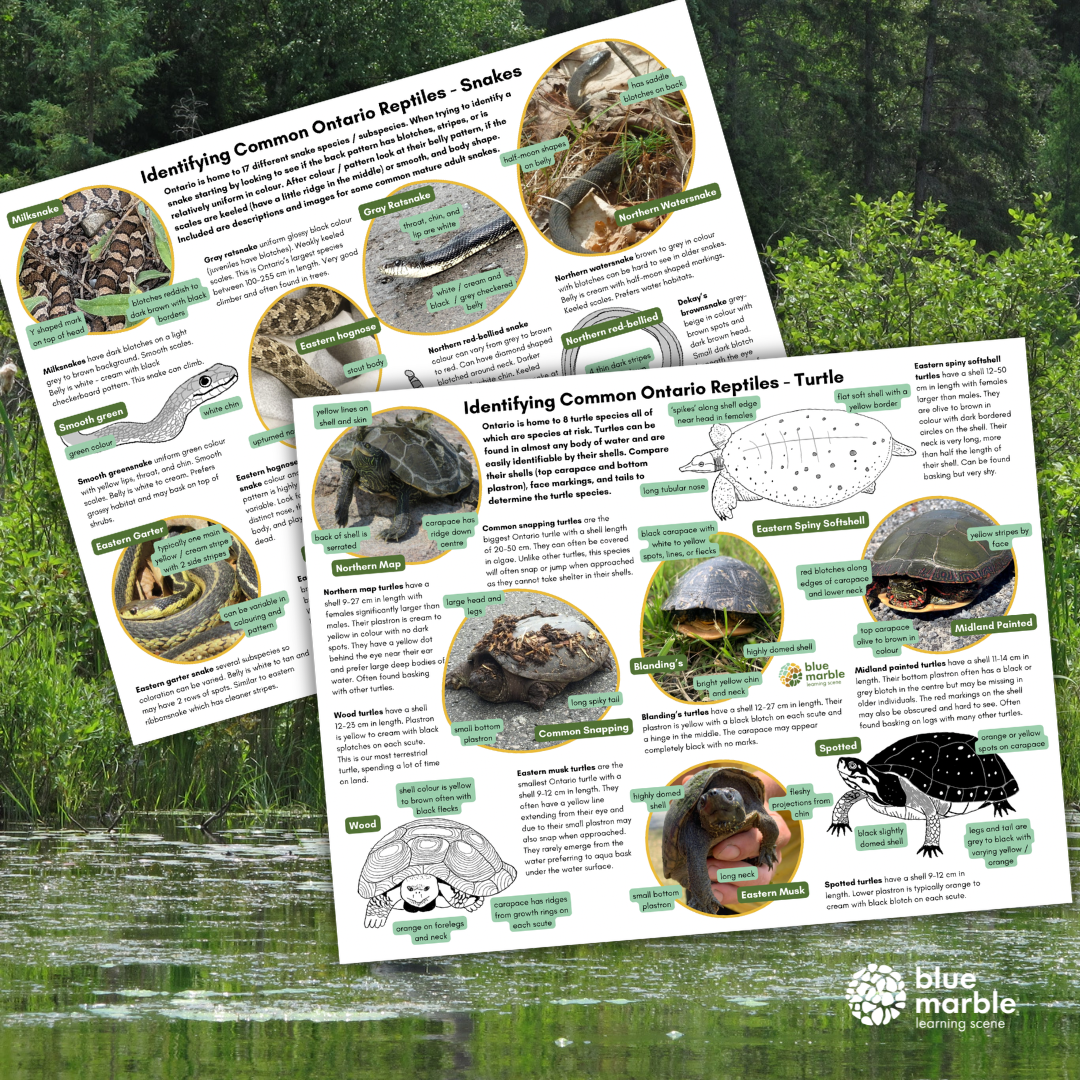 Digital Identification Sheets