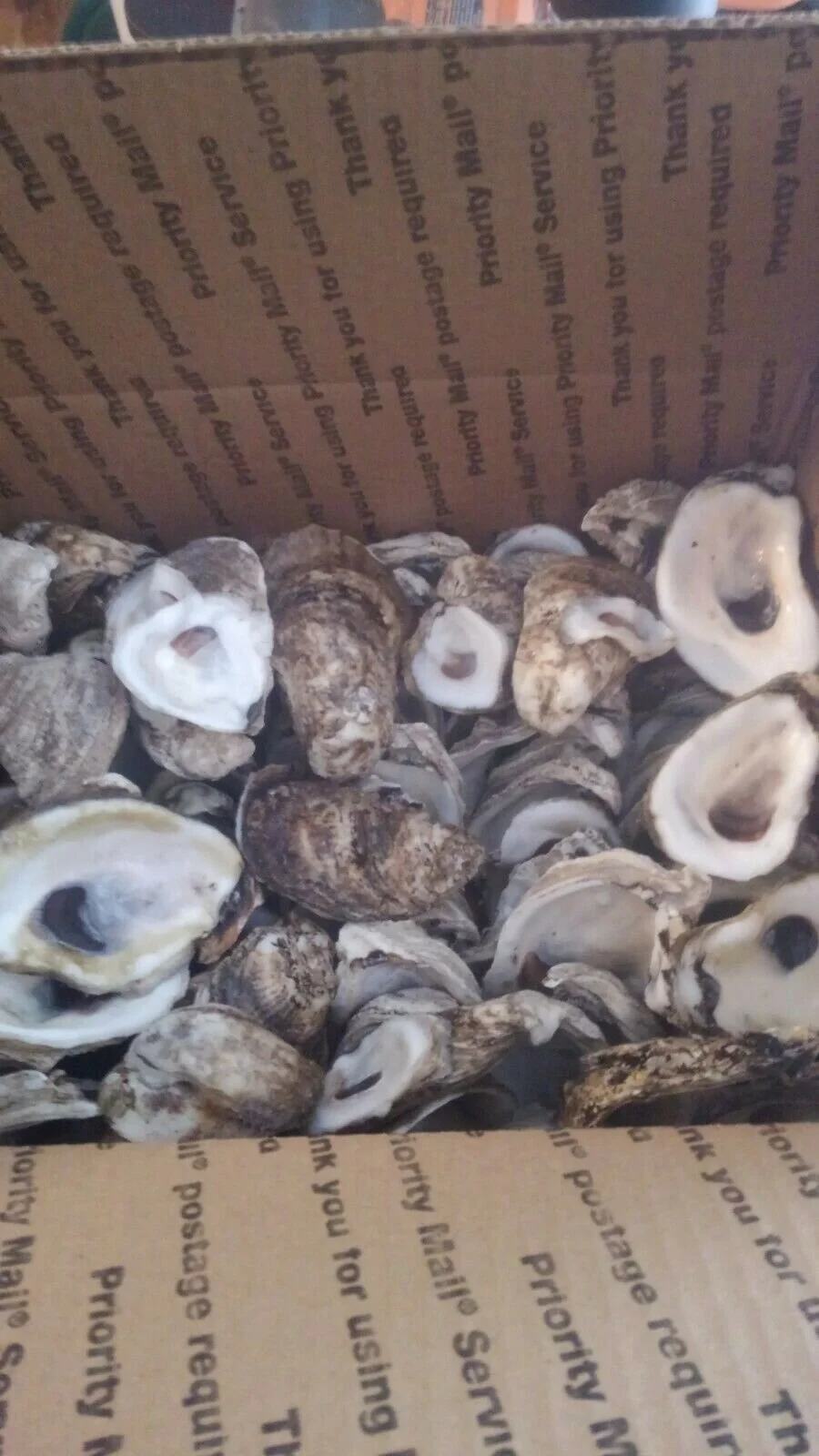 Oysters Shells for Bioactive Terrariums and Isopods — Liberty Worms