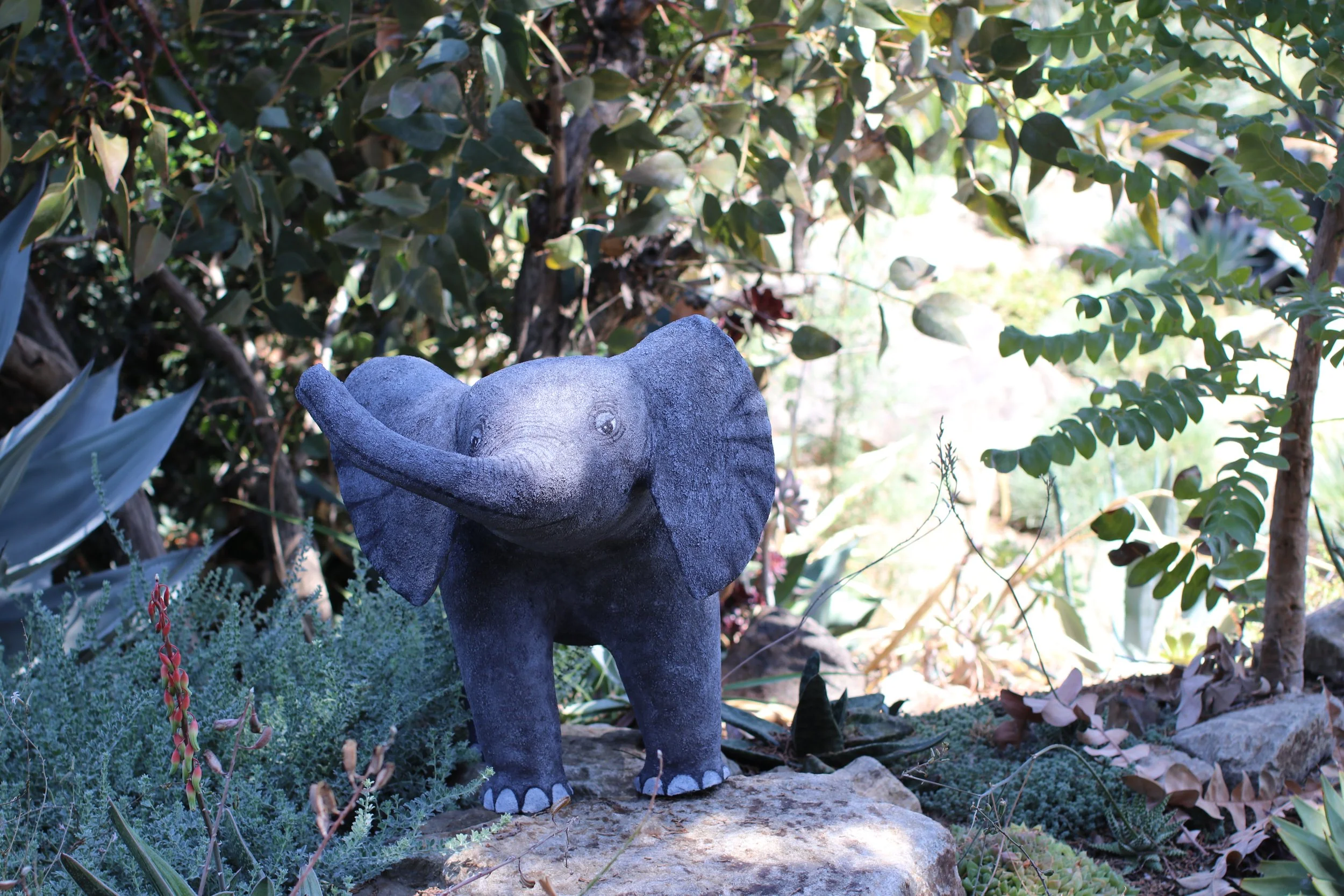 Baby Elephant - Nancy W. Graham - Ruth Bancroft Garden