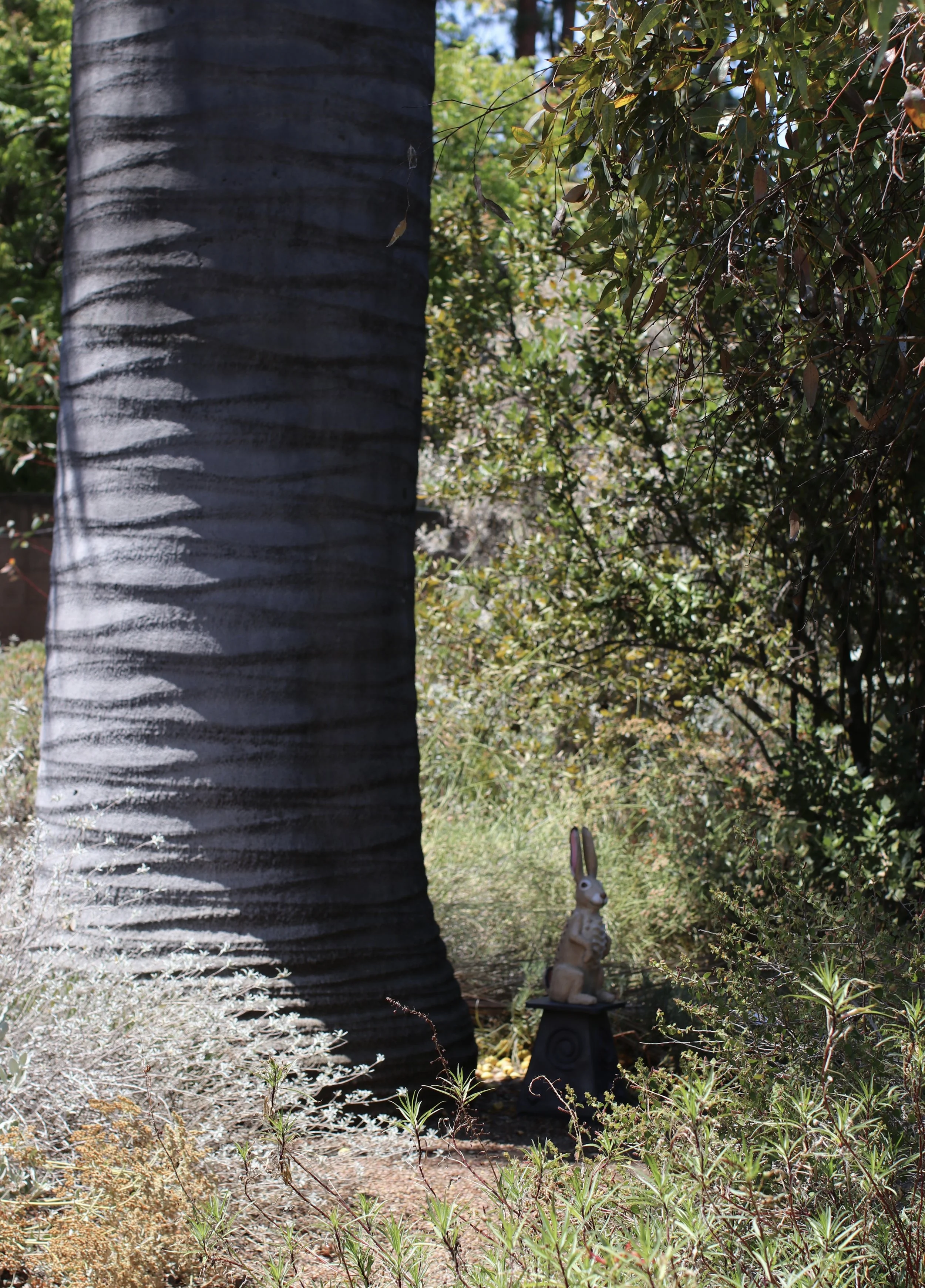 Sentinel #2 - Jeanette Morrow - Ruth Bancroft Garden