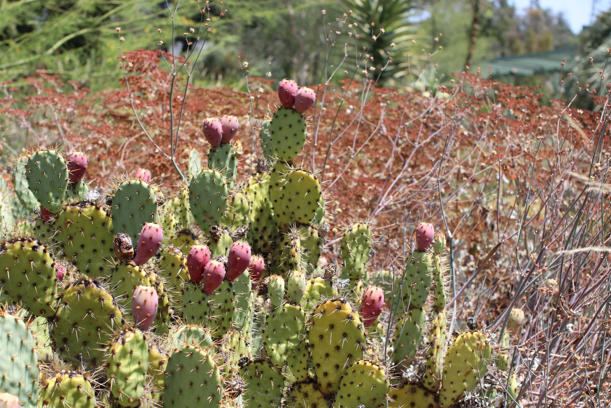 Prickly Pear Cacti - Walnut Creek, CA