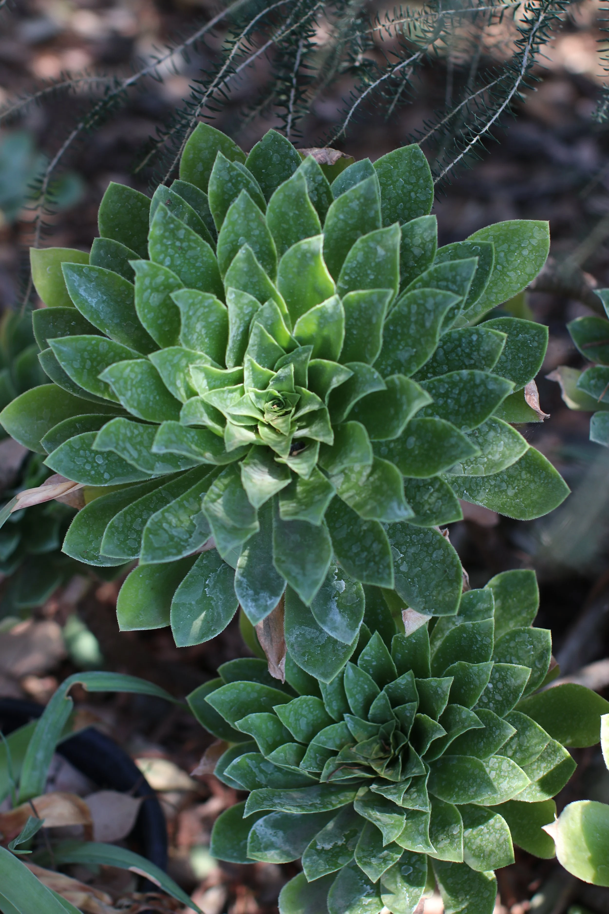 Aeonium - Ruth Bancroft Garden