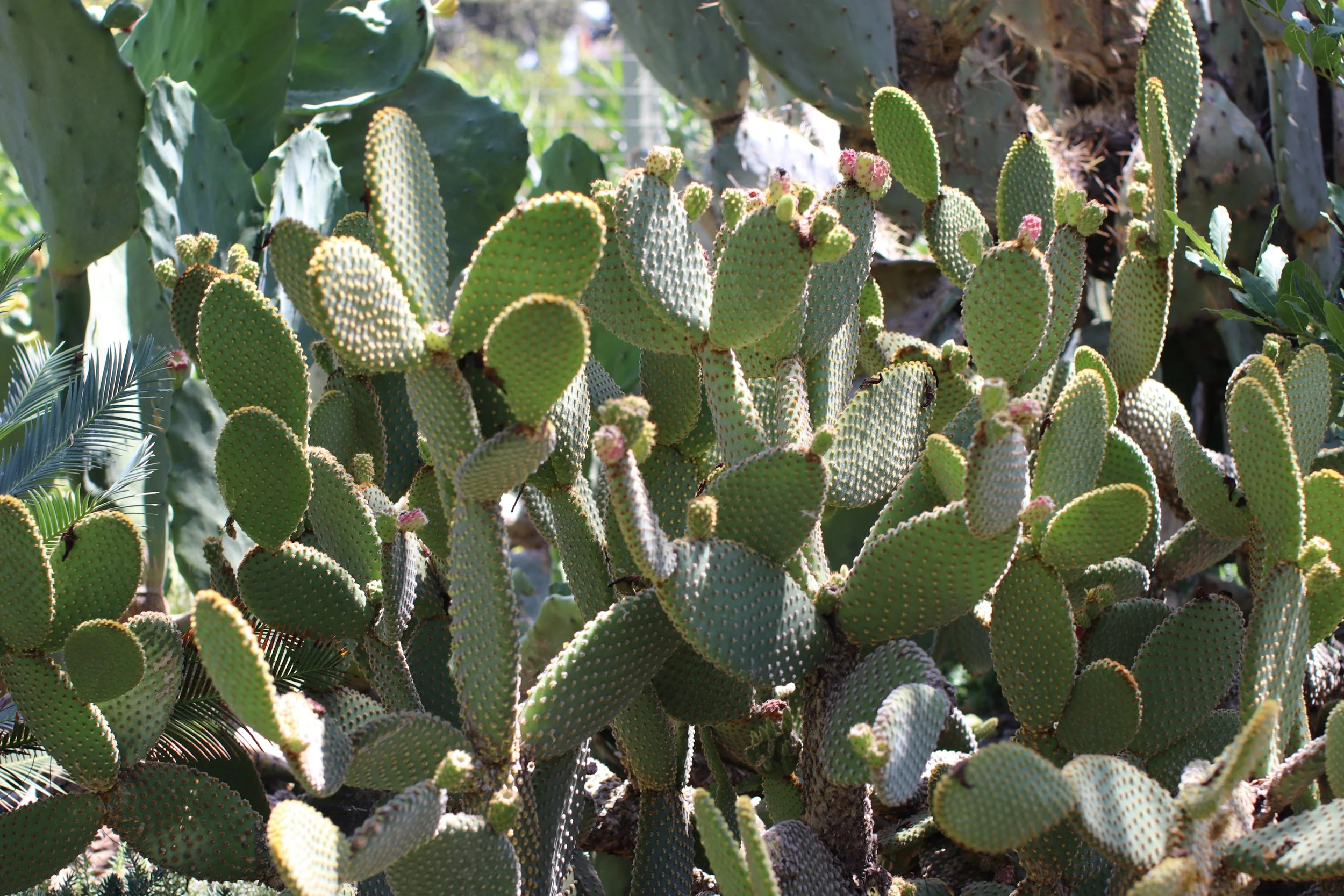 Bunny Ears Cacti - Ruth Bancroft Garden