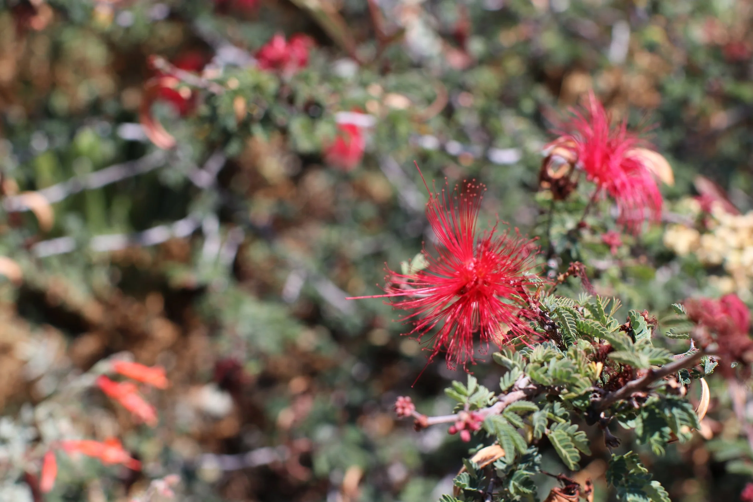 Baja Fairy Duster - Ruth Bancroft Garden