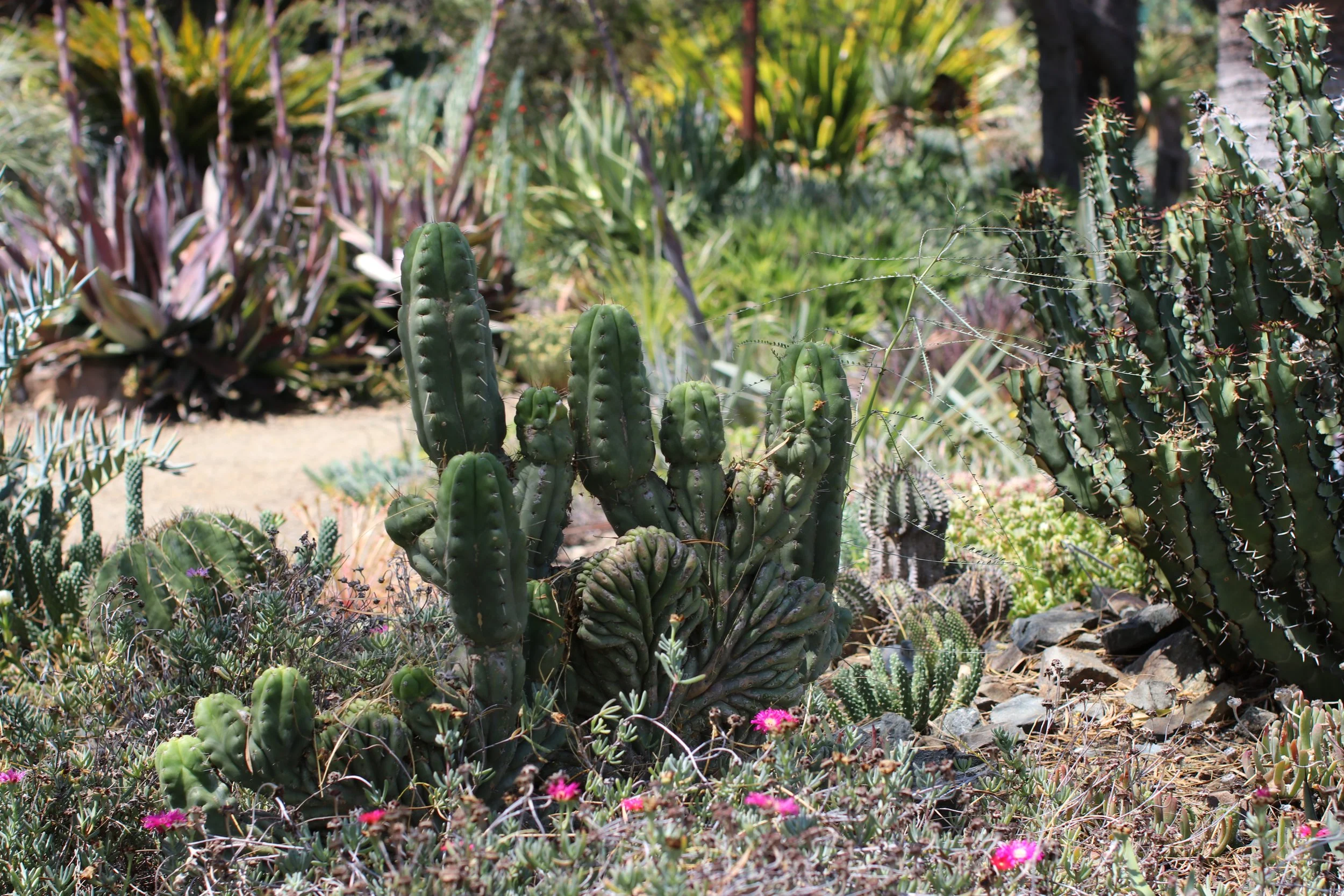 Hedgehog Cactus - Ruth Bancroft Garden
