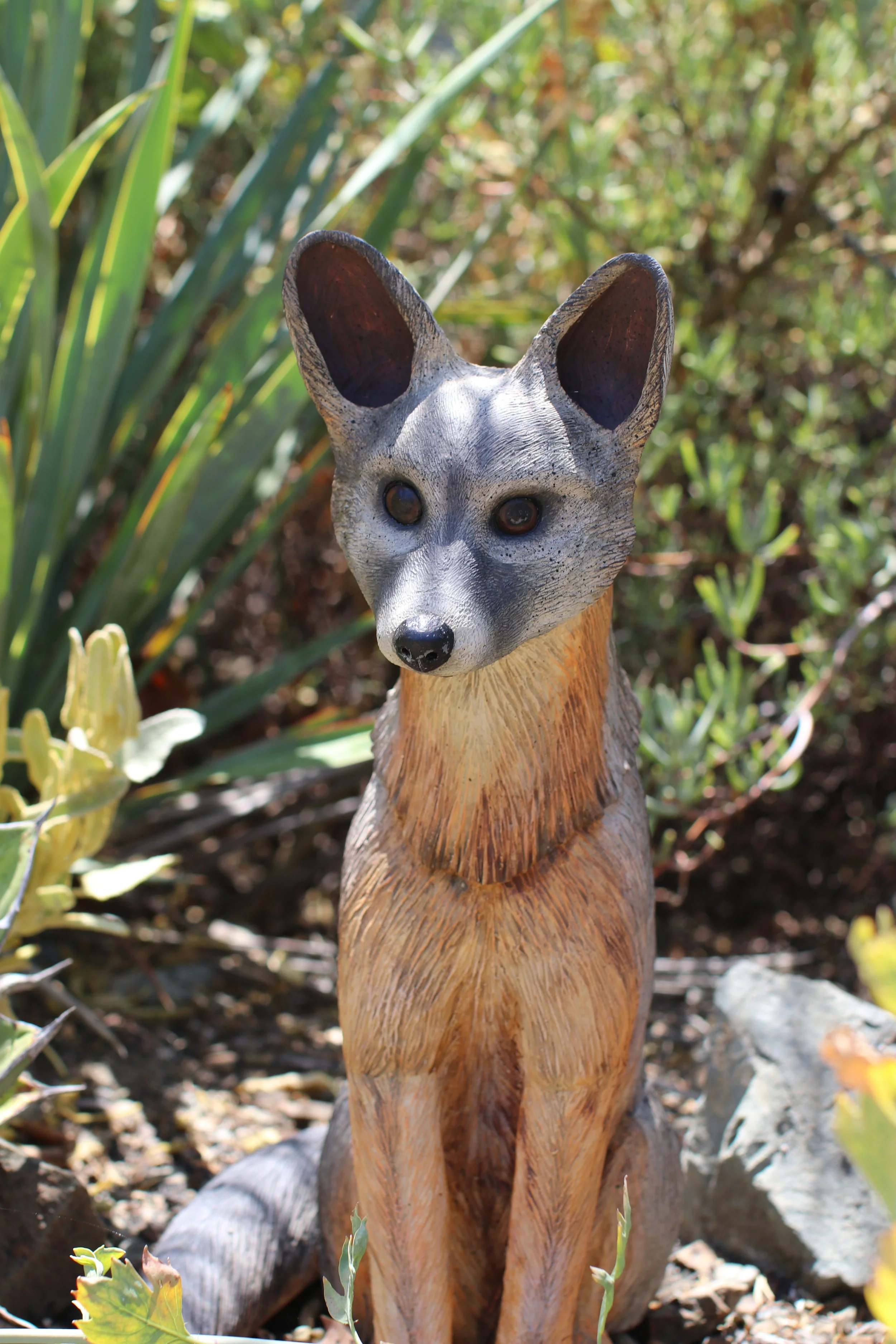 Urocyon cinereoargenteus - Christopher Fortin - Ruth Bancroft Garden