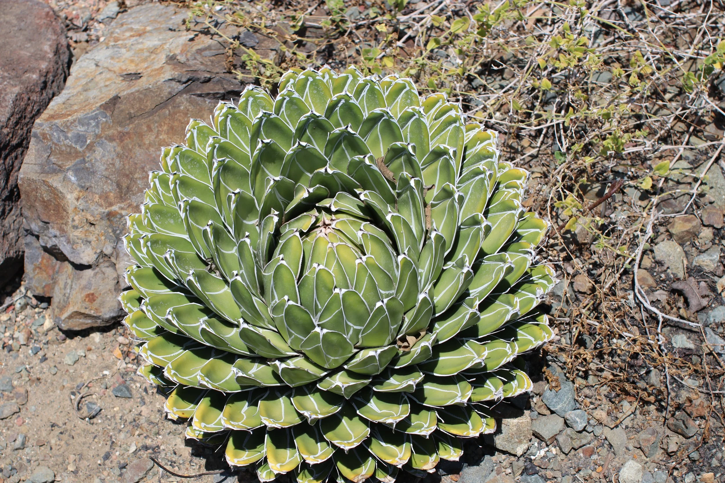 Queen Victoria Agave - Ruth Bancroft Garden