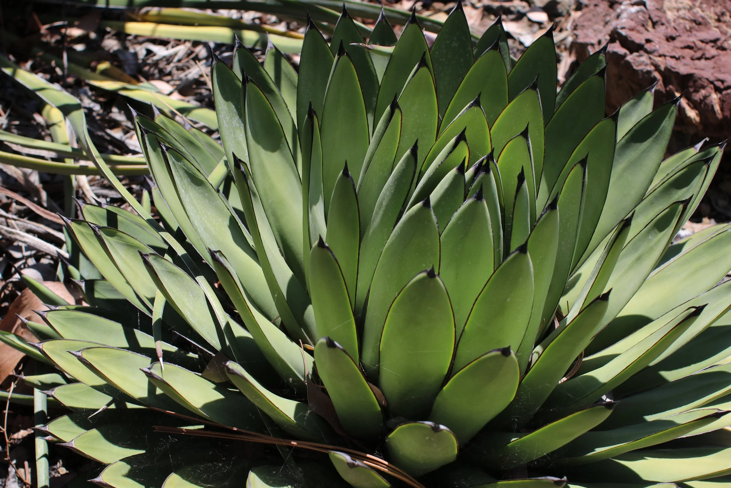 Agave, again - Ruth Bancroft Garden
