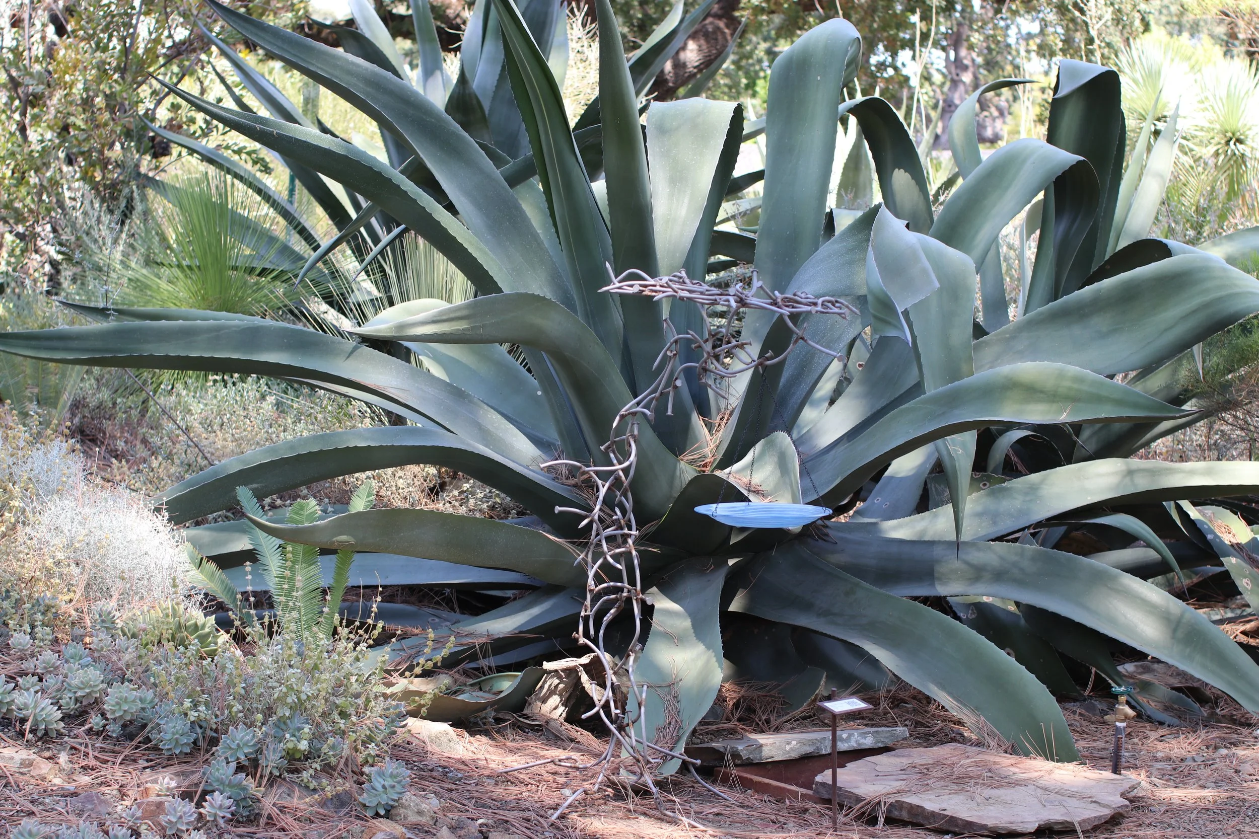 American Century Plant - Ruth Bancroft Garden