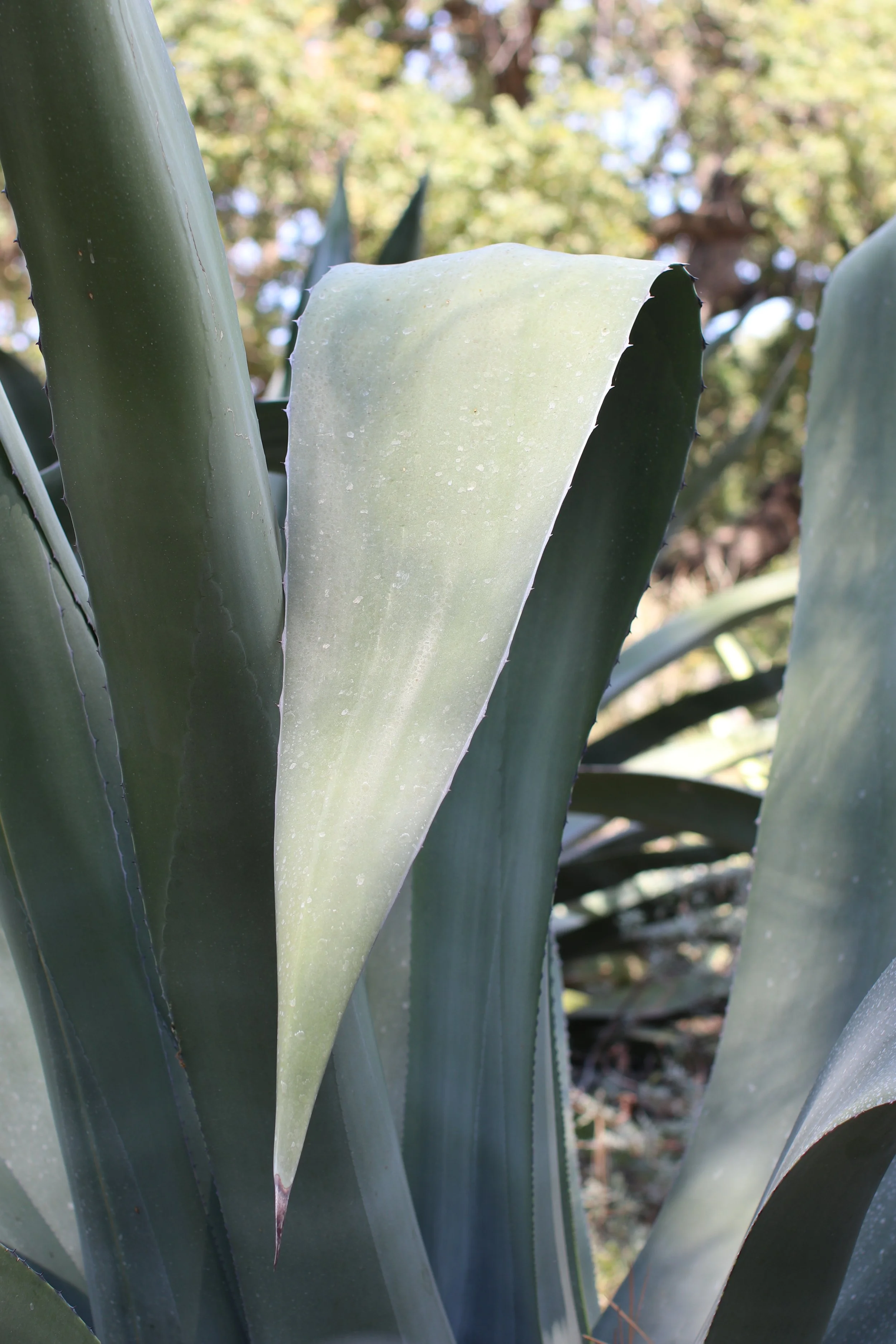 American Century Plant - Ruth Bancroft Garden