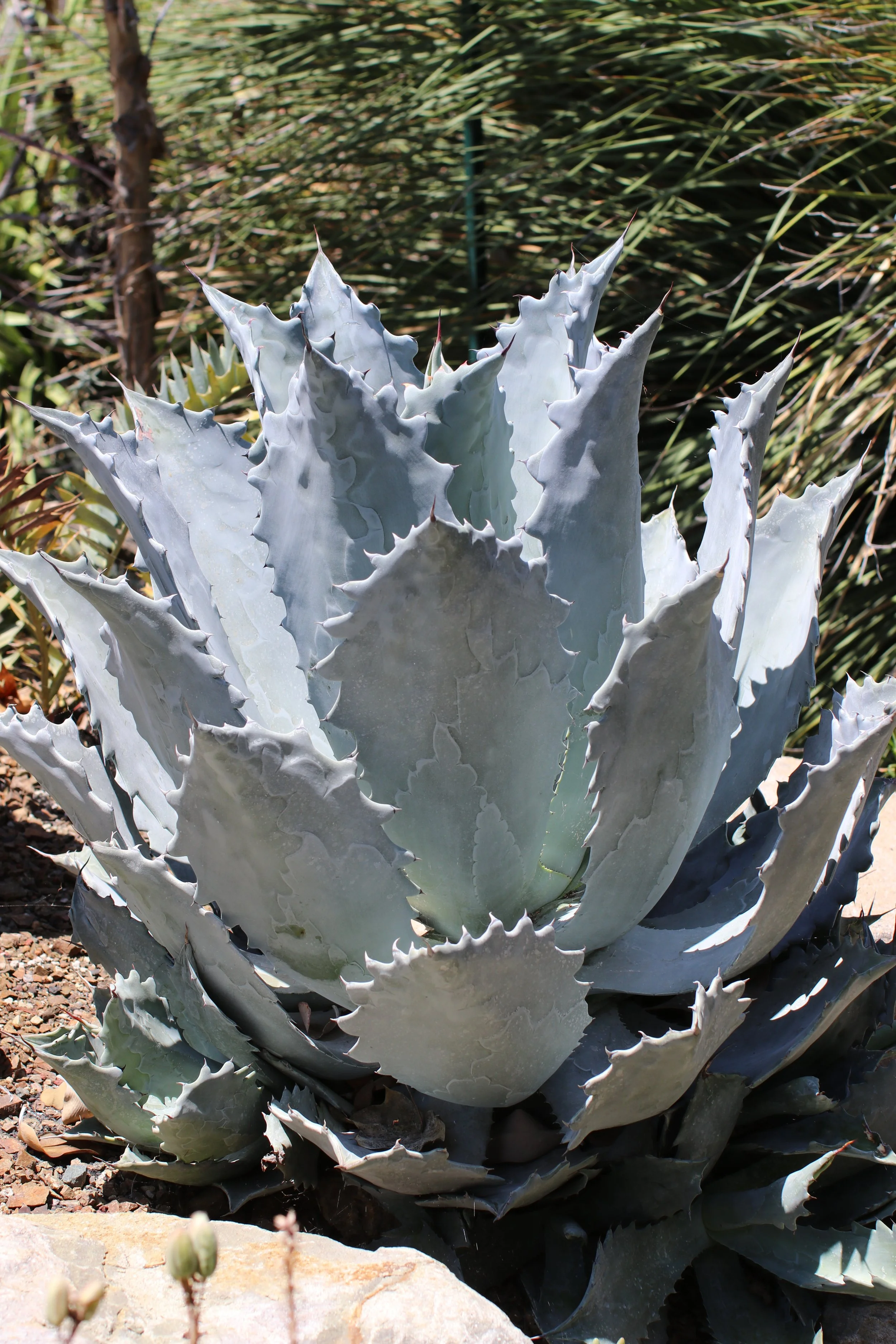 Agave - Ruth Bancroft Garden