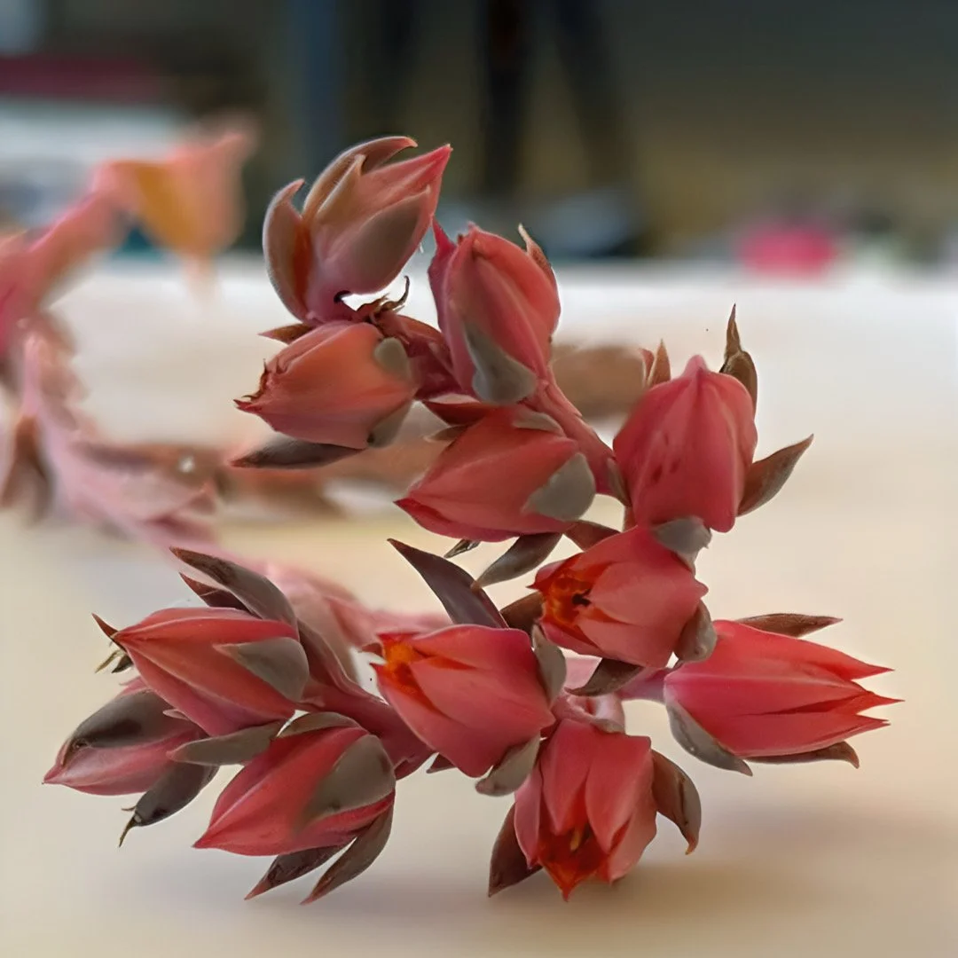 Pretty in Pink - Echeveria, Upper Rockridge, CA