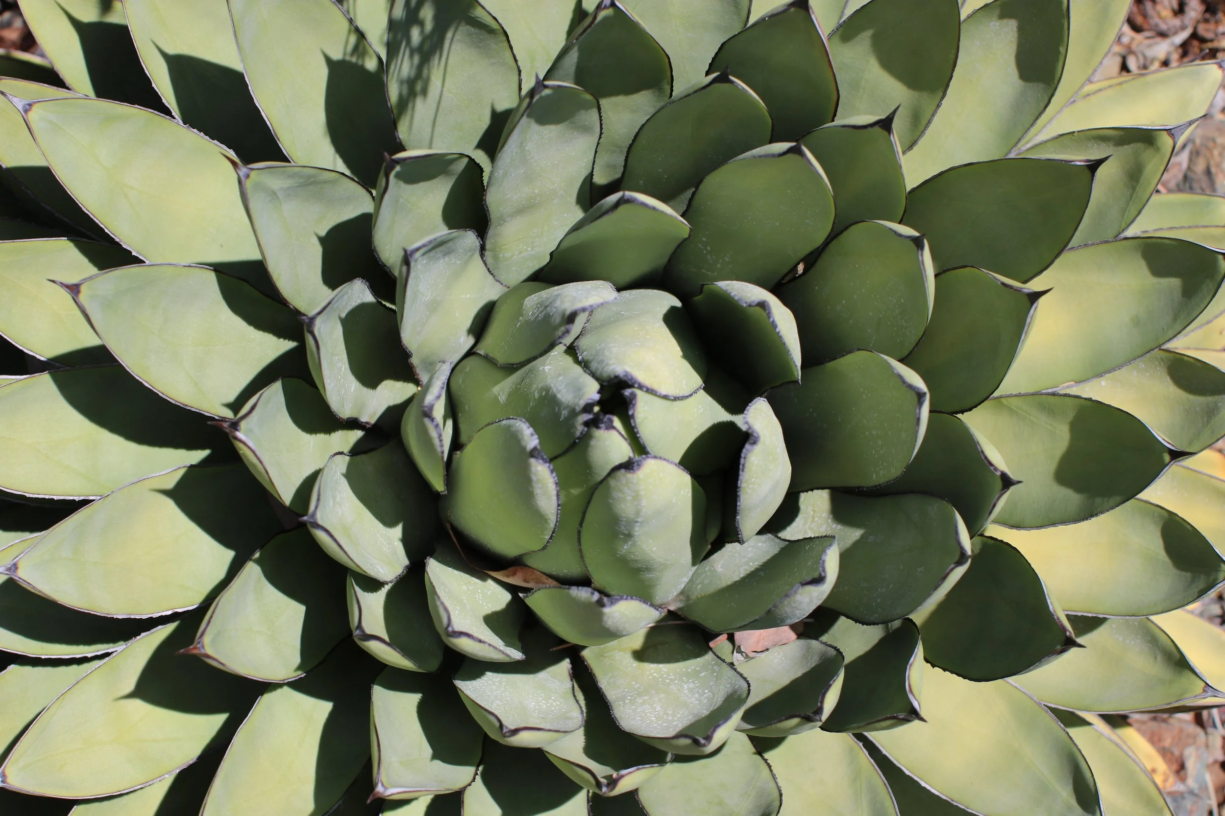 Agave - Ruth Bancroft Garden