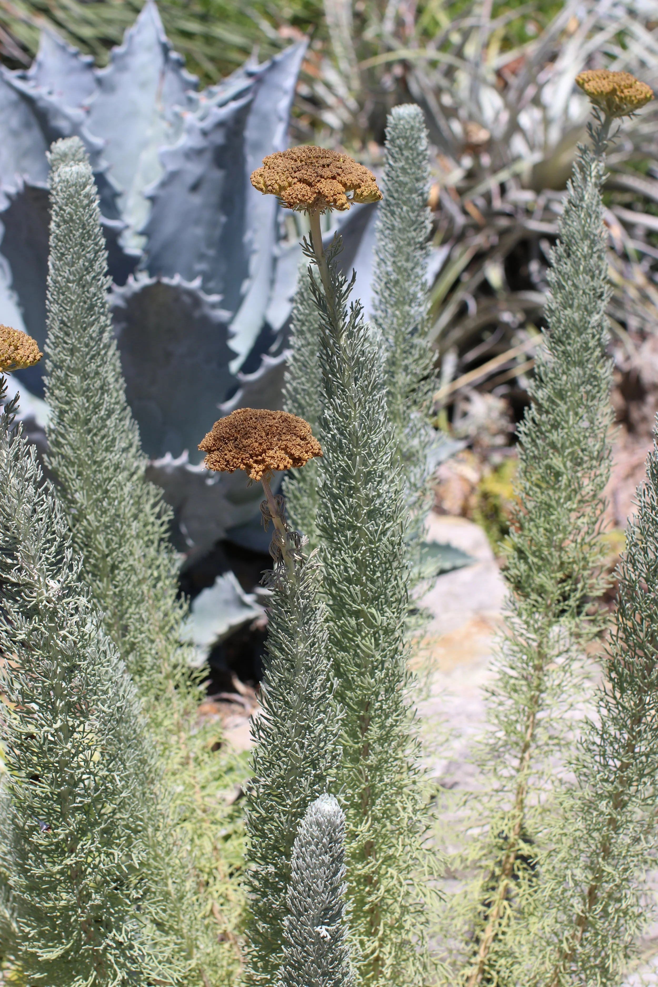 Yarrow - Ruth Bancroft Garden