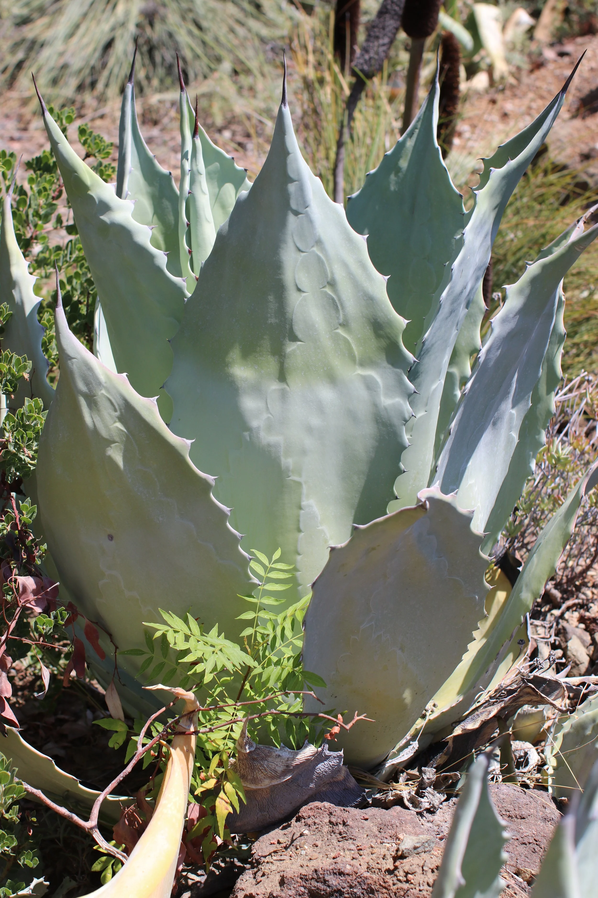 Agave - Ruth Bancroft Garden