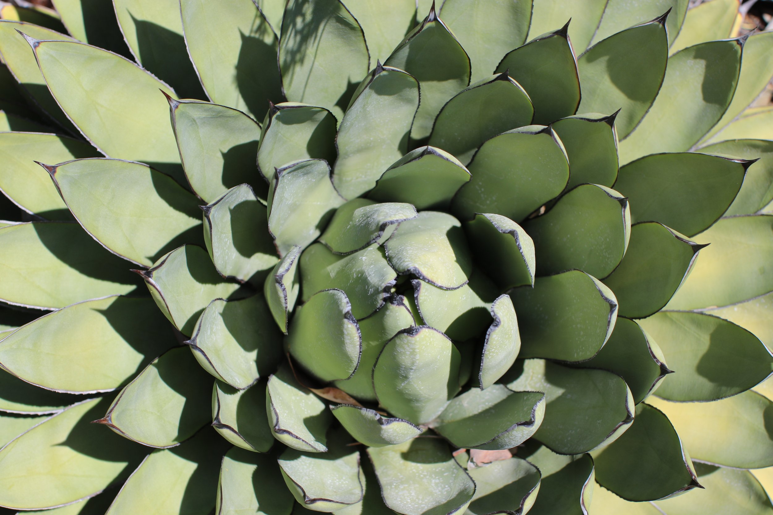 Agave - Ruth Bancroft Garden